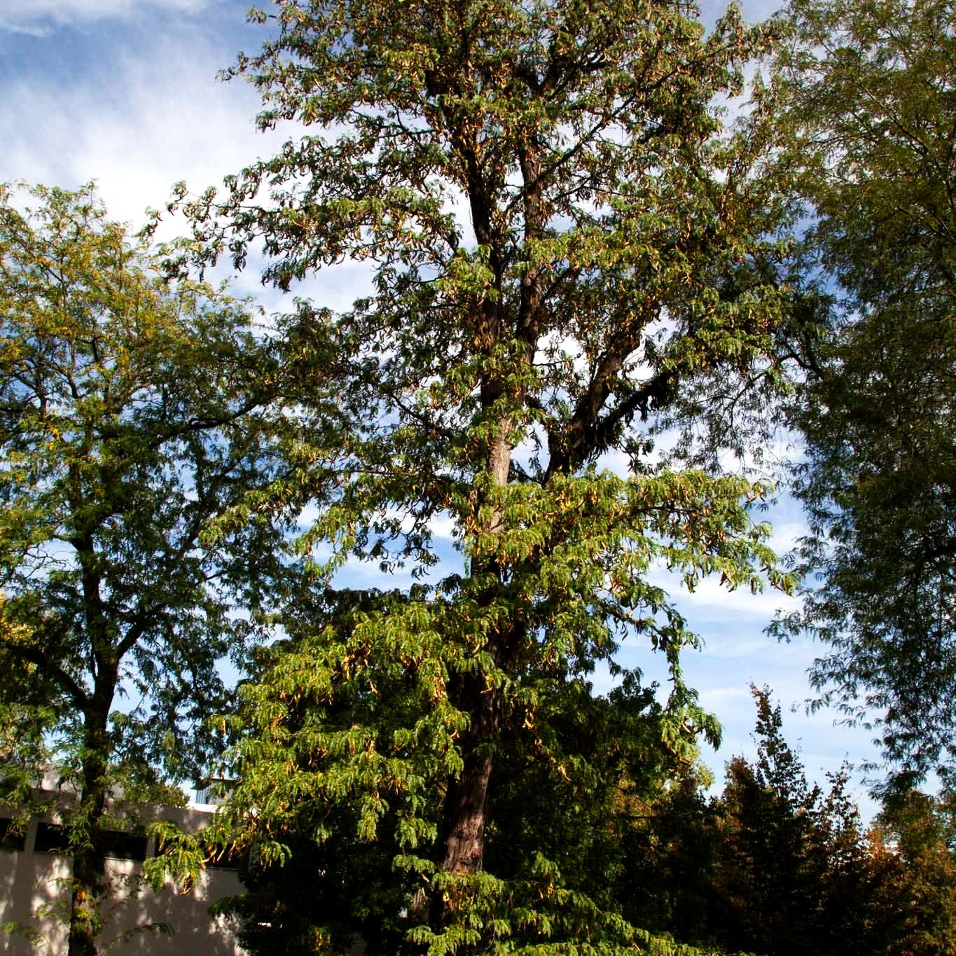 Lederhülsenbaum (Gleditsia triacanthos)