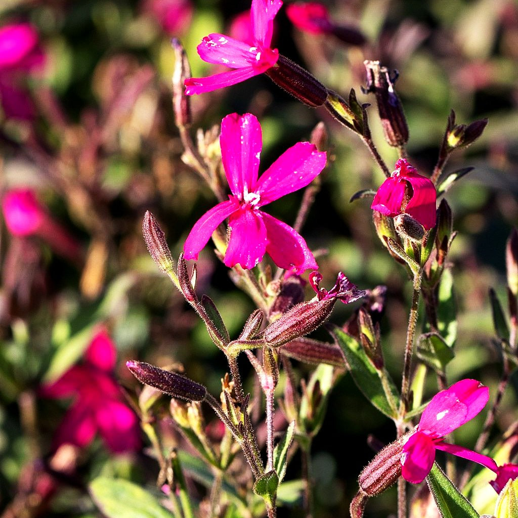 Leimkraut 'Frivola Rose' (Silene x cult.)