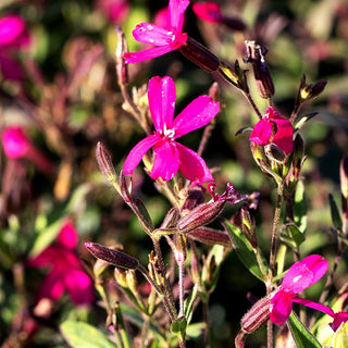 Leimkraut 'Frivola Rose' (Silene x cult.)