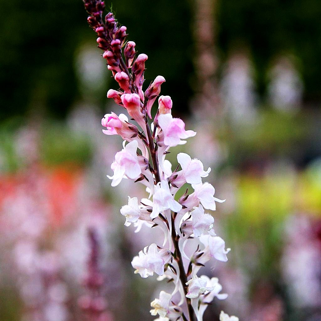 Leinkraut 'Canon J.Went' (Linaria purpurea)