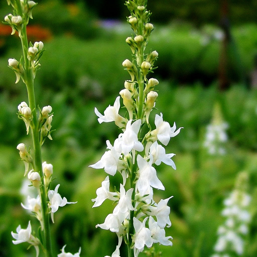 Leinkraut 'Springside White' (Linaria purpurea)