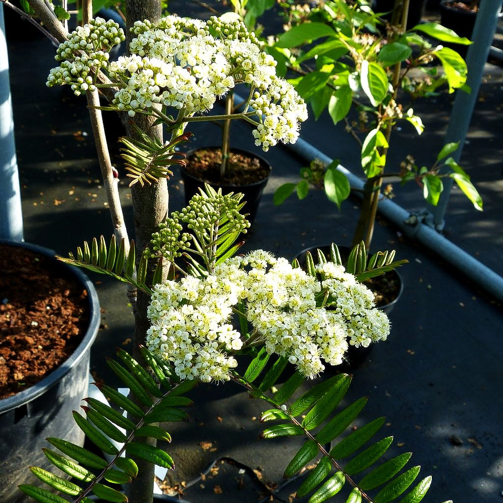 Leitern-Eberesche (Sorbus scalaris)