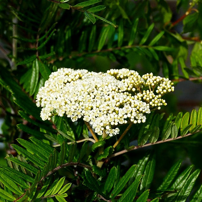 Leitern-Eberesche (Sorbus scalaris)
