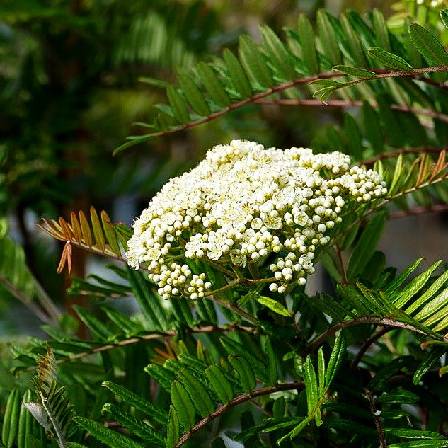 Leitern-Eberesche (Sorbus scalaris)
