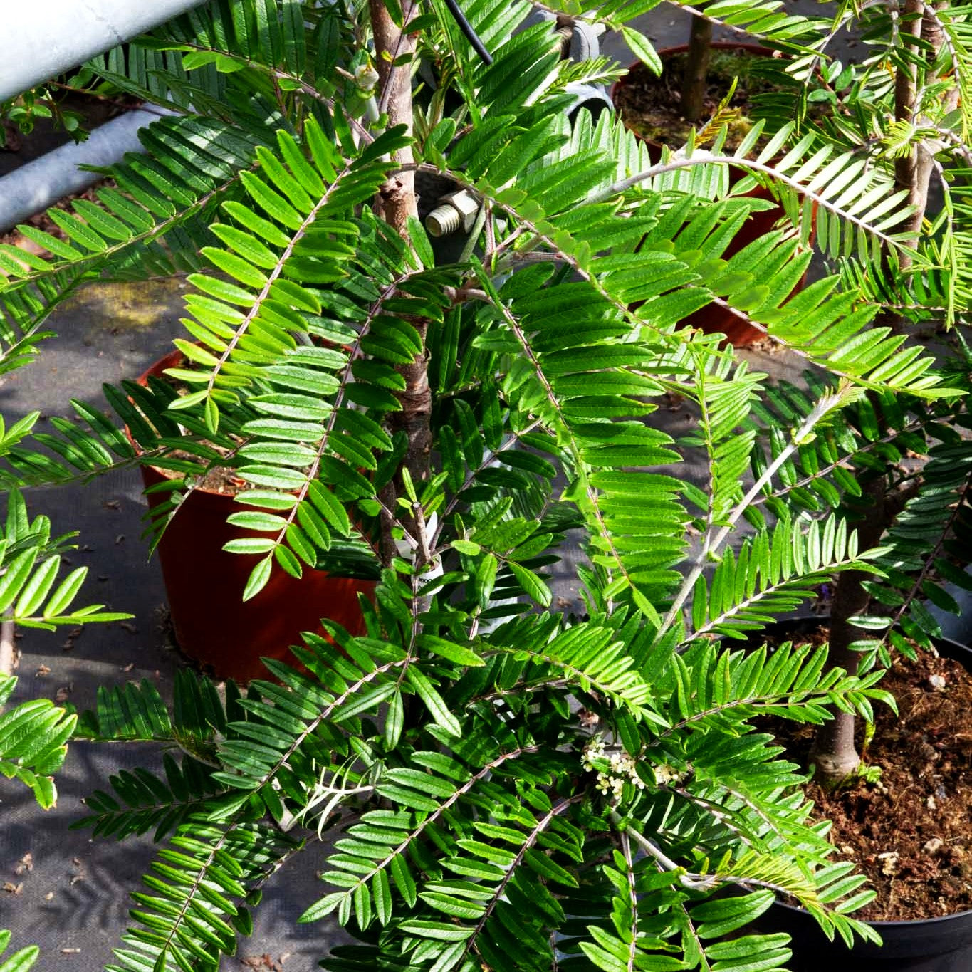 Leitern-Eberesche (Sorbus scalaris)