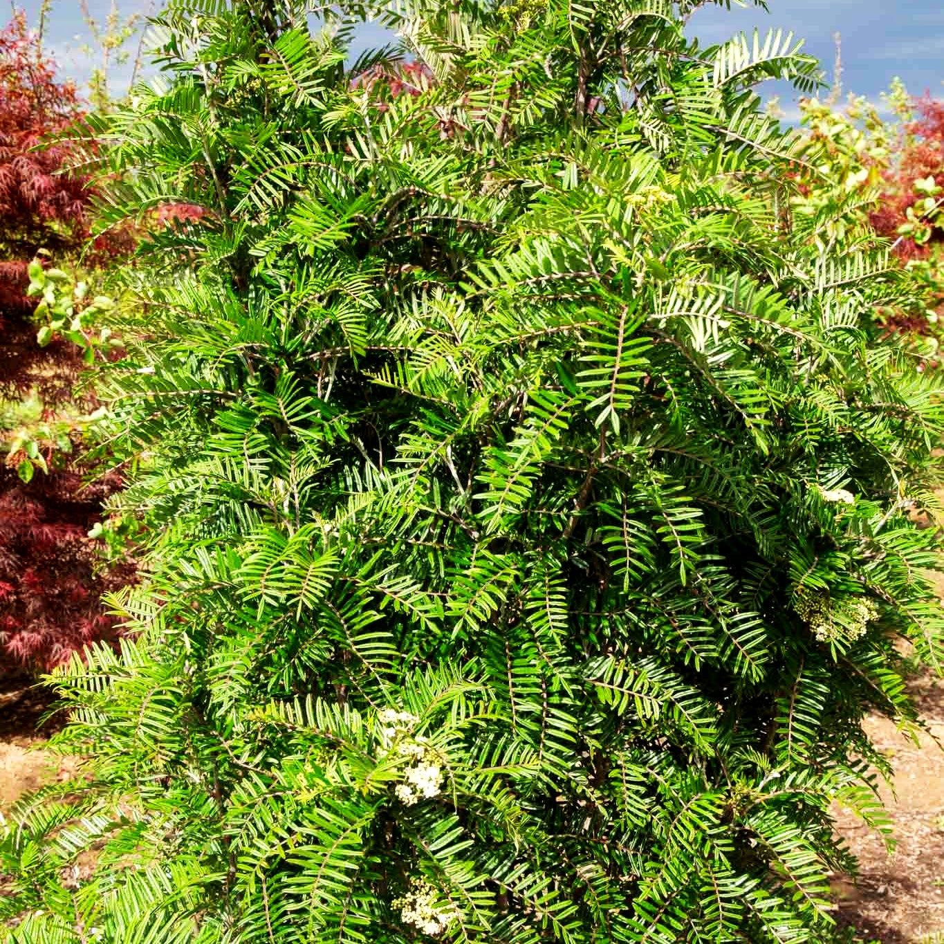 Leitern-Eberesche (Sorbus scalaris)