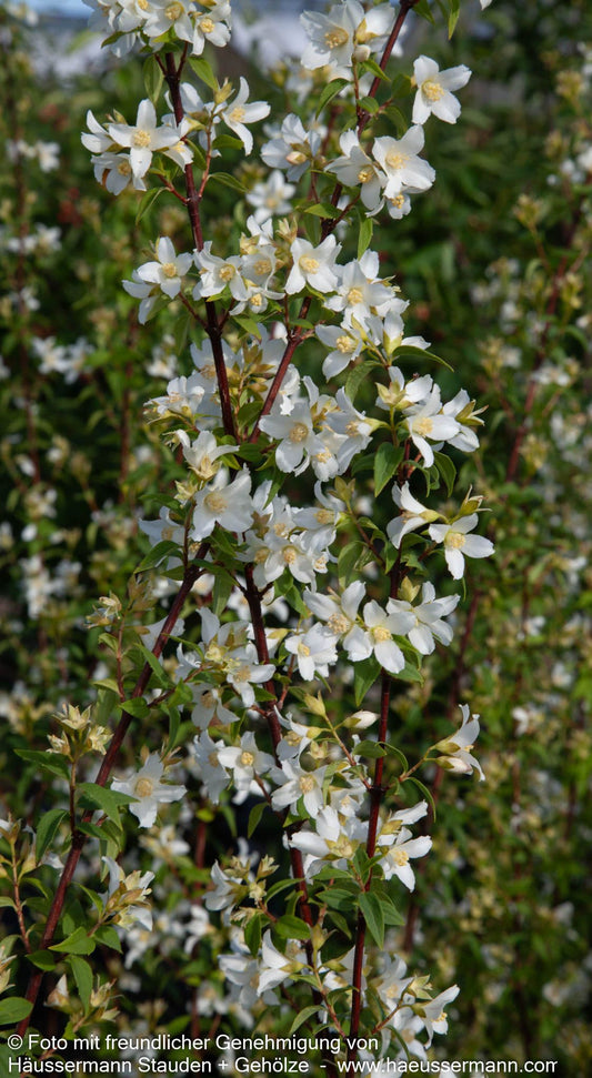 Lemoines Pfeifenstrauch 'Erectus' (Philadelphus x lemoinei)