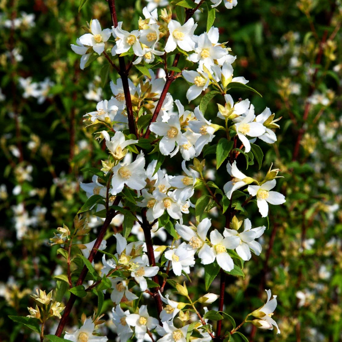 Lemoines Pfeifenstrauch 'Erectus' (Philadelphus x lemoinei)