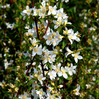 Lemoines Pfeifenstrauch 'Erectus' (Philadelphus x lemoinei)