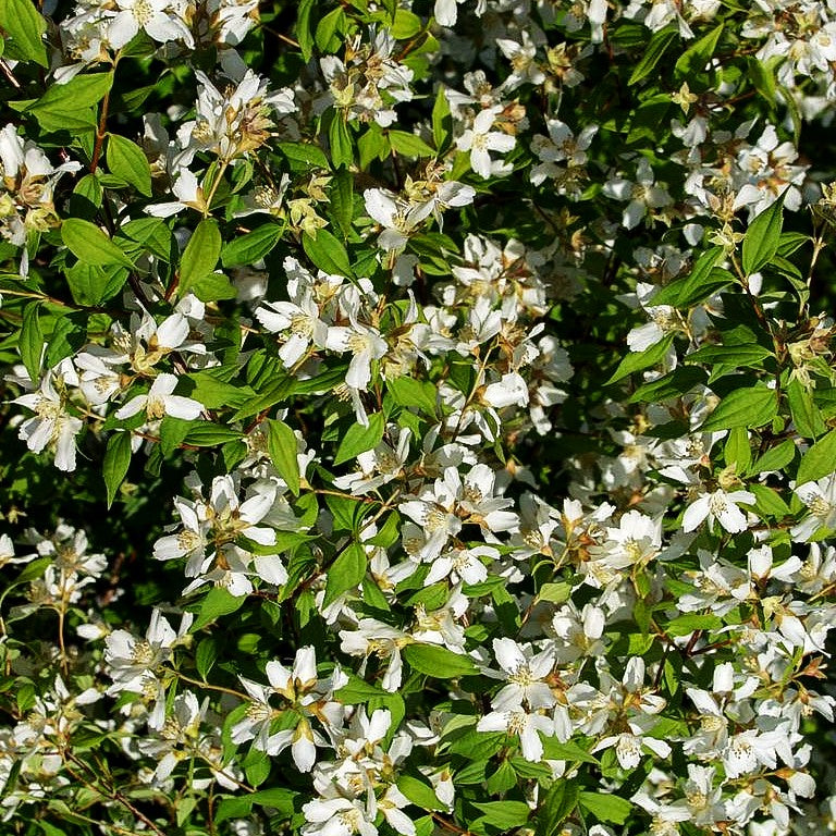 Lemoines Pfeifenstrauch 'Erectus' (Philadelphus x lemoinei)