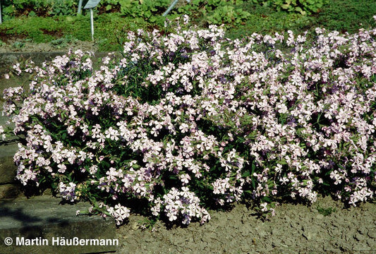 Lempergs Seifenkraut 'Max Frei' (Saponaria x lempergii)