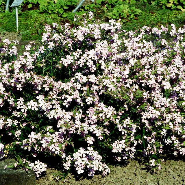 Lempergs Seifenkraut 'Max Frei' (Saponaria x lempergii)