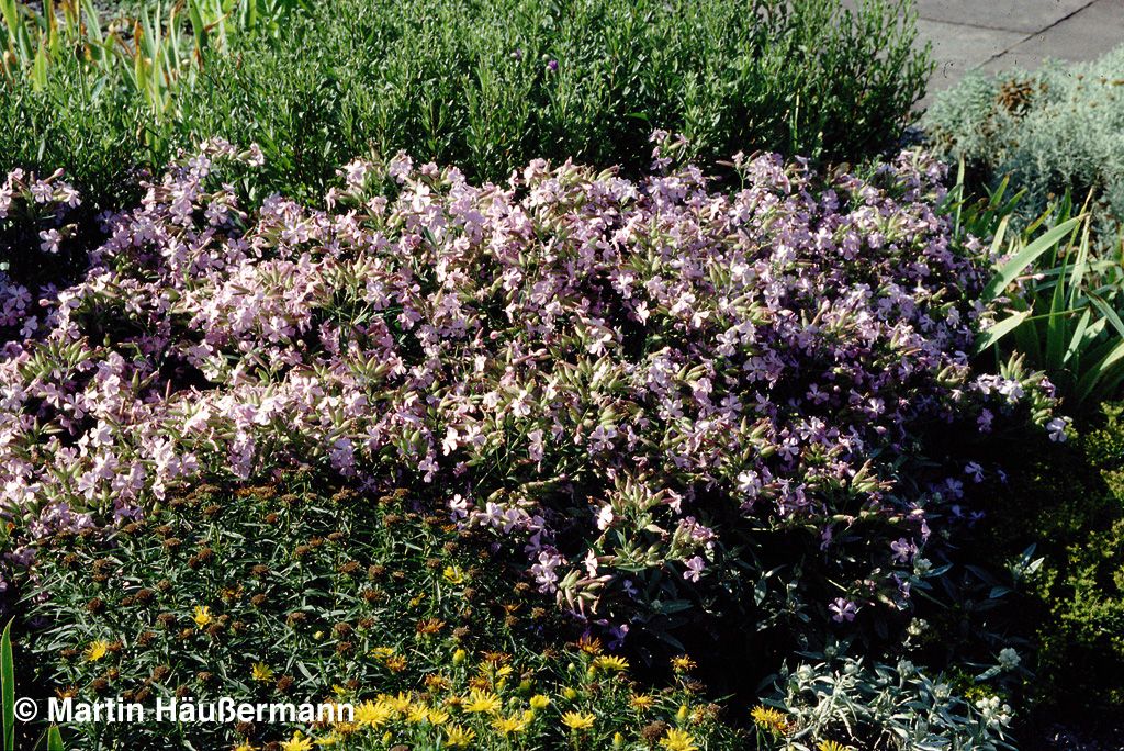 Lempergs Seifenkraut 'Max Frei' (Saponaria x lempergii)