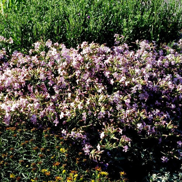Lempergs Seifenkraut 'Max Frei' (Saponaria x lempergii)