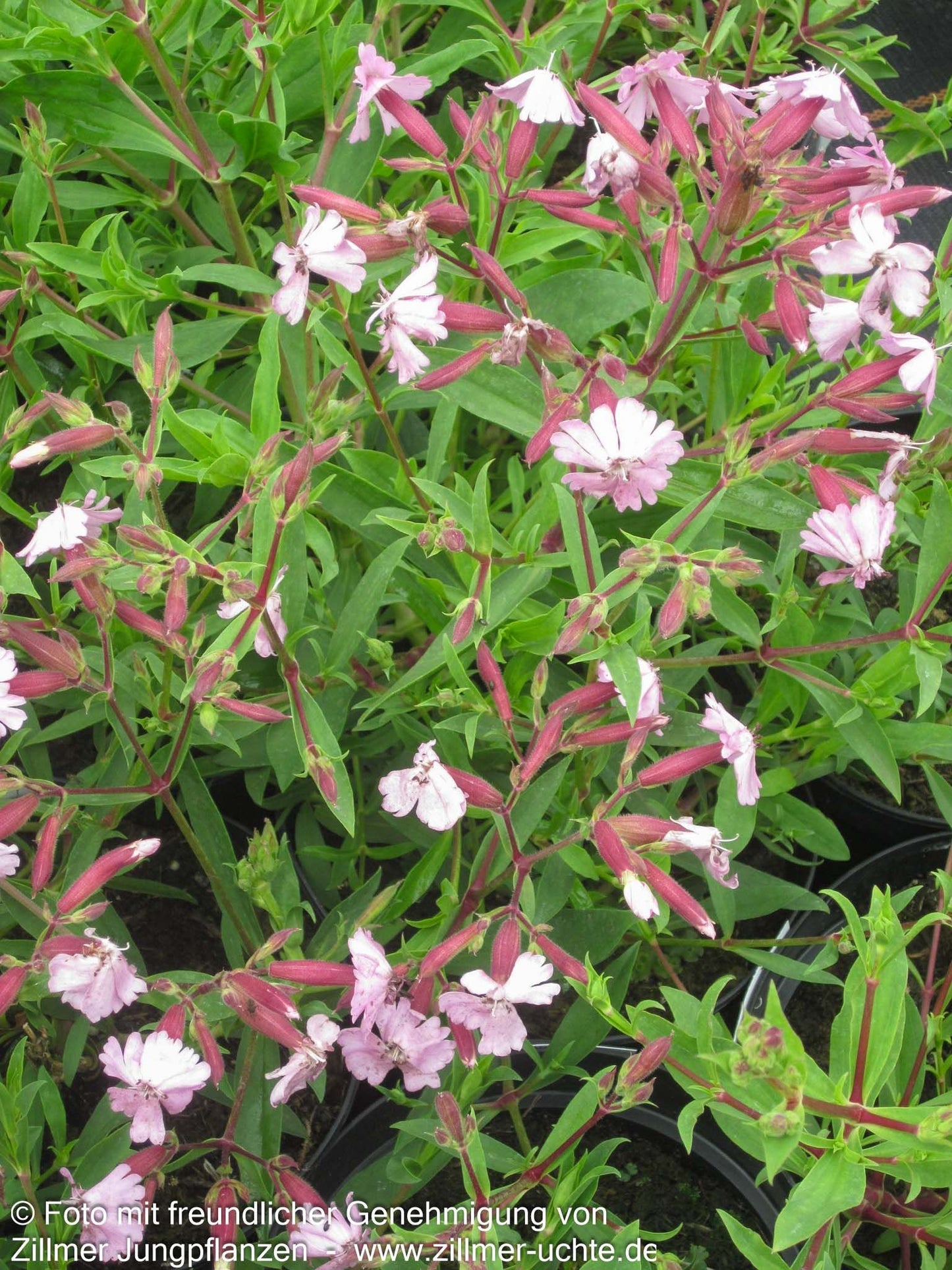 Lempergs Seifenkraut 'Max Frei' (Saponaria x lempergii)