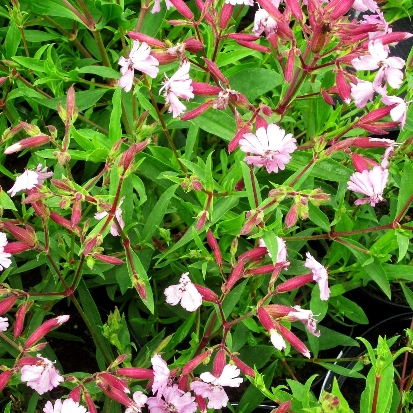 Lempergs Seifenkraut 'Max Frei' (Saponaria x lempergii)