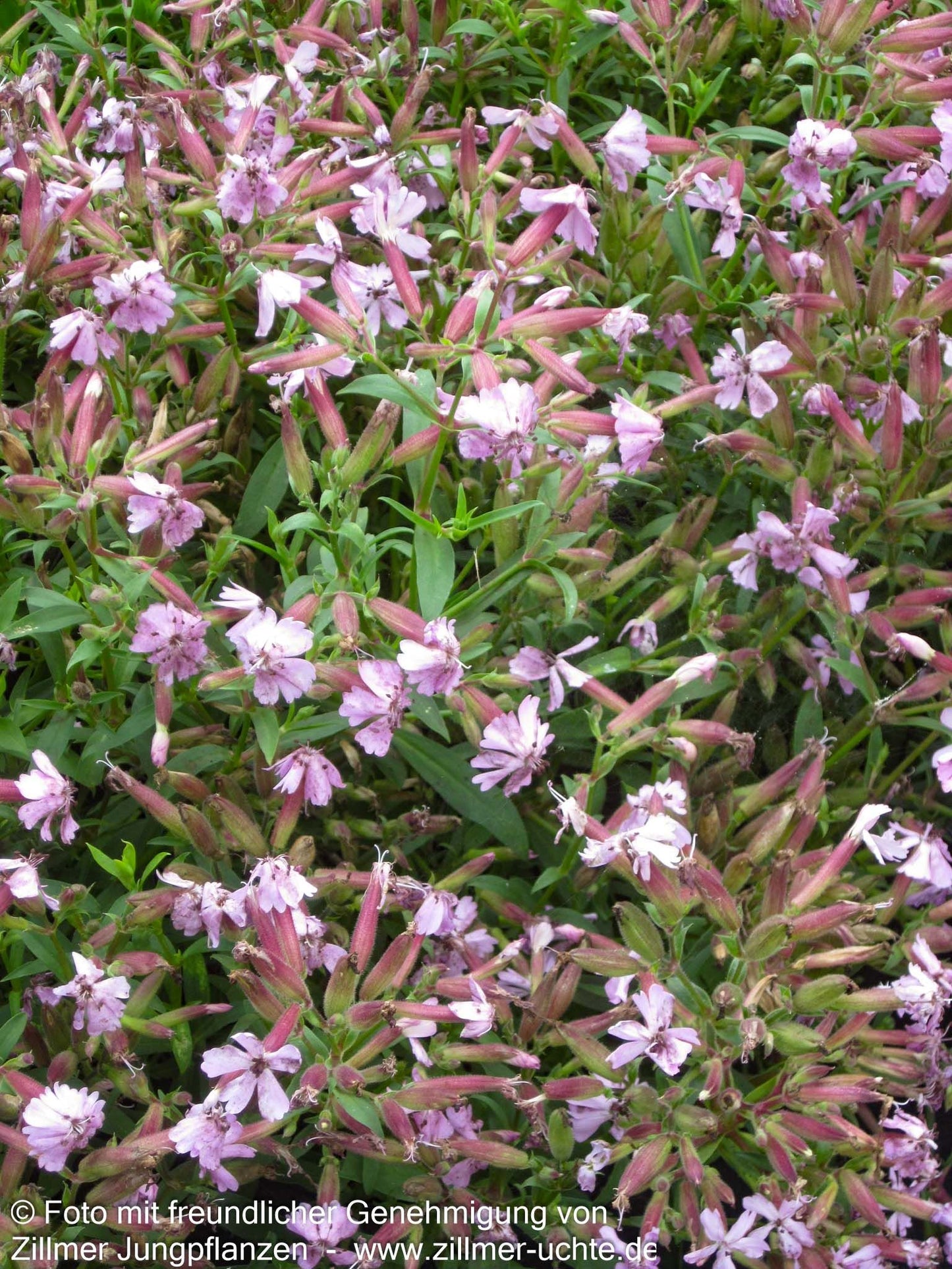 Lempergs Seifenkraut 'Max Frei' (Saponaria x lempergii)