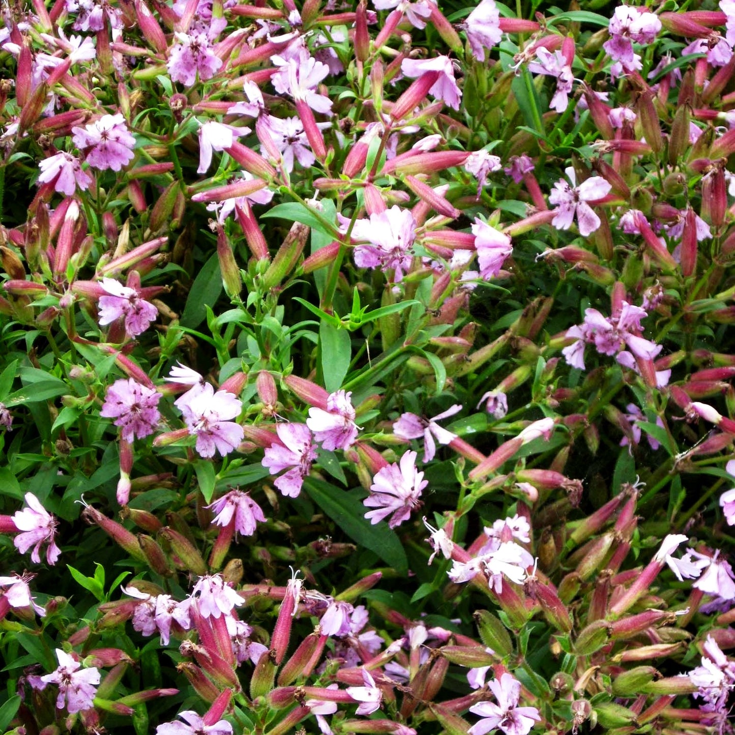 Lempergs Seifenkraut 'Max Frei' (Saponaria x lempergii)