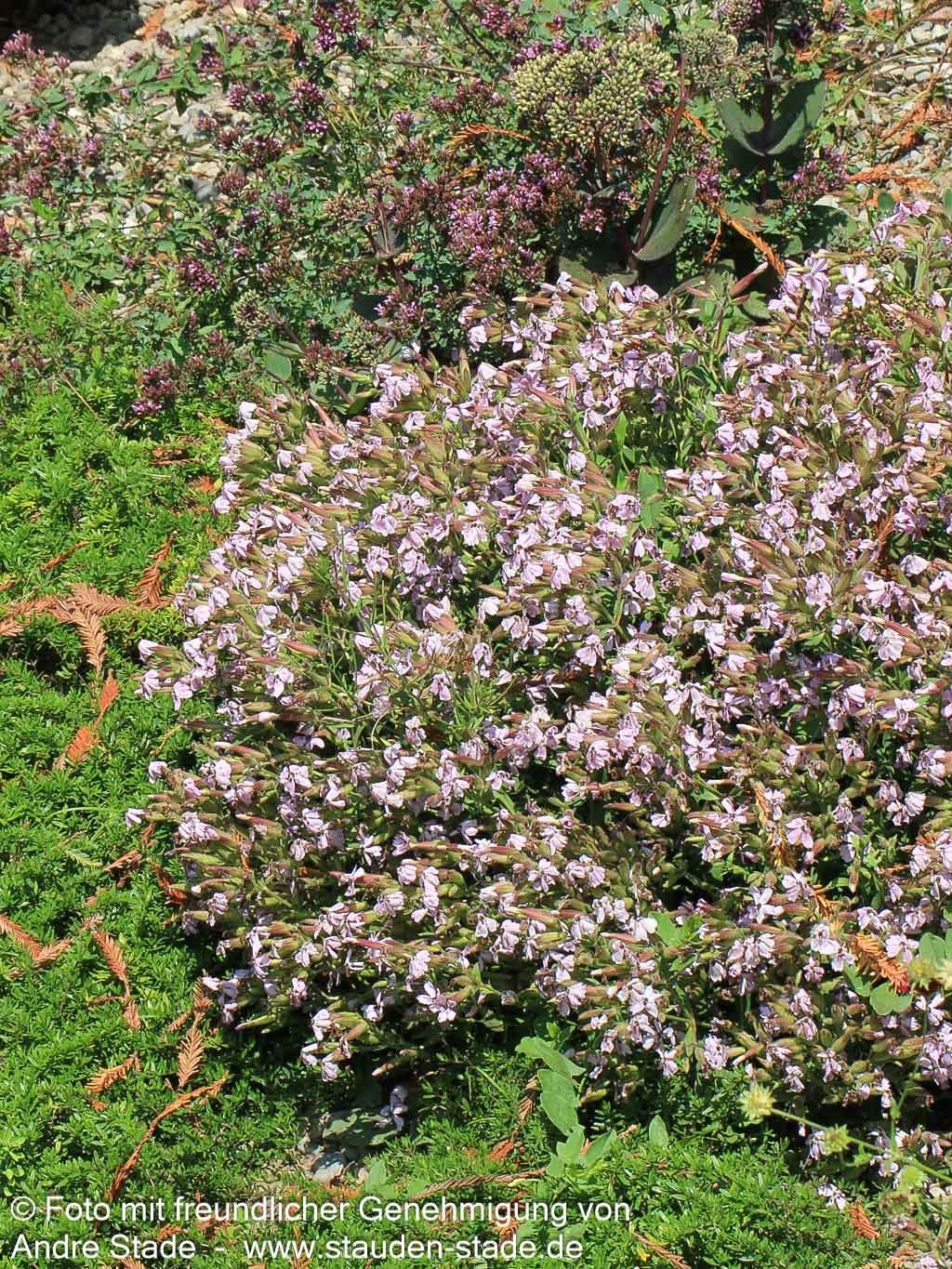 Lempergs Seifenkraut 'Max Frei' (Saponaria x lempergii)