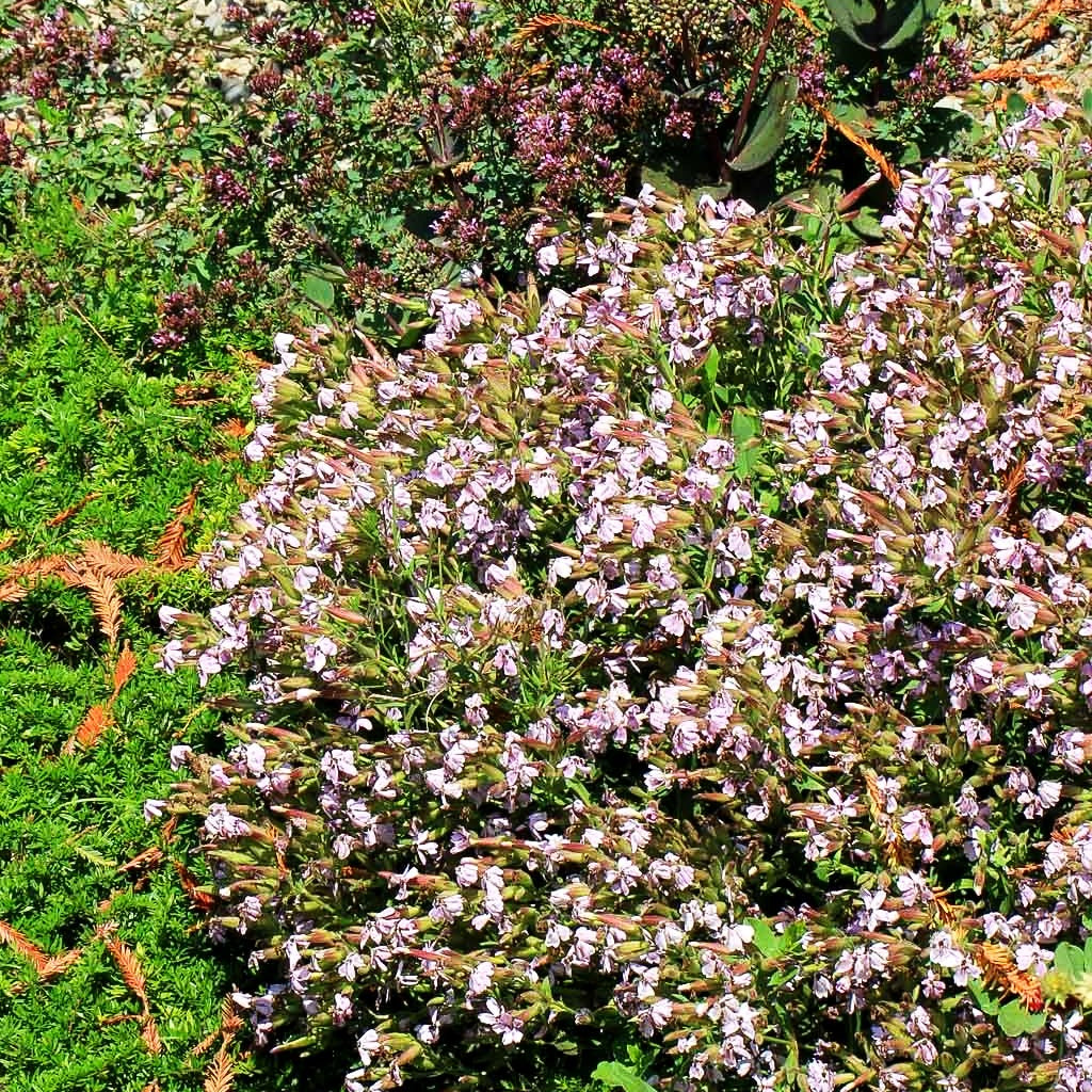 Lempergs Seifenkraut 'Max Frei' (Saponaria x lempergii)