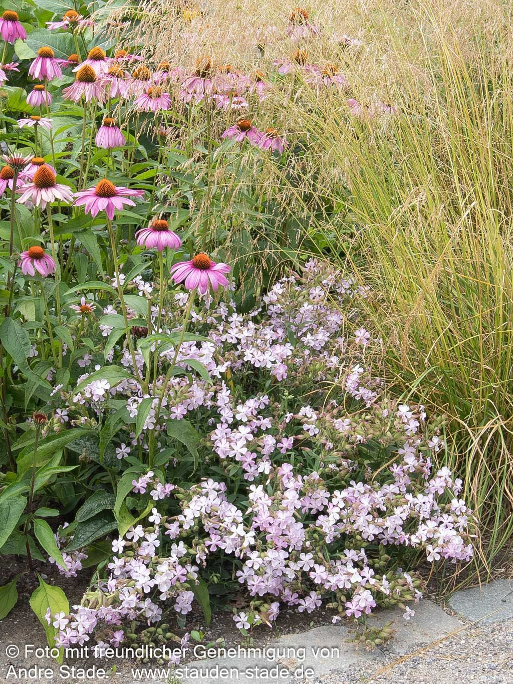 Lempergs Seifenkraut 'Max Frei' (Saponaria x lempergii)