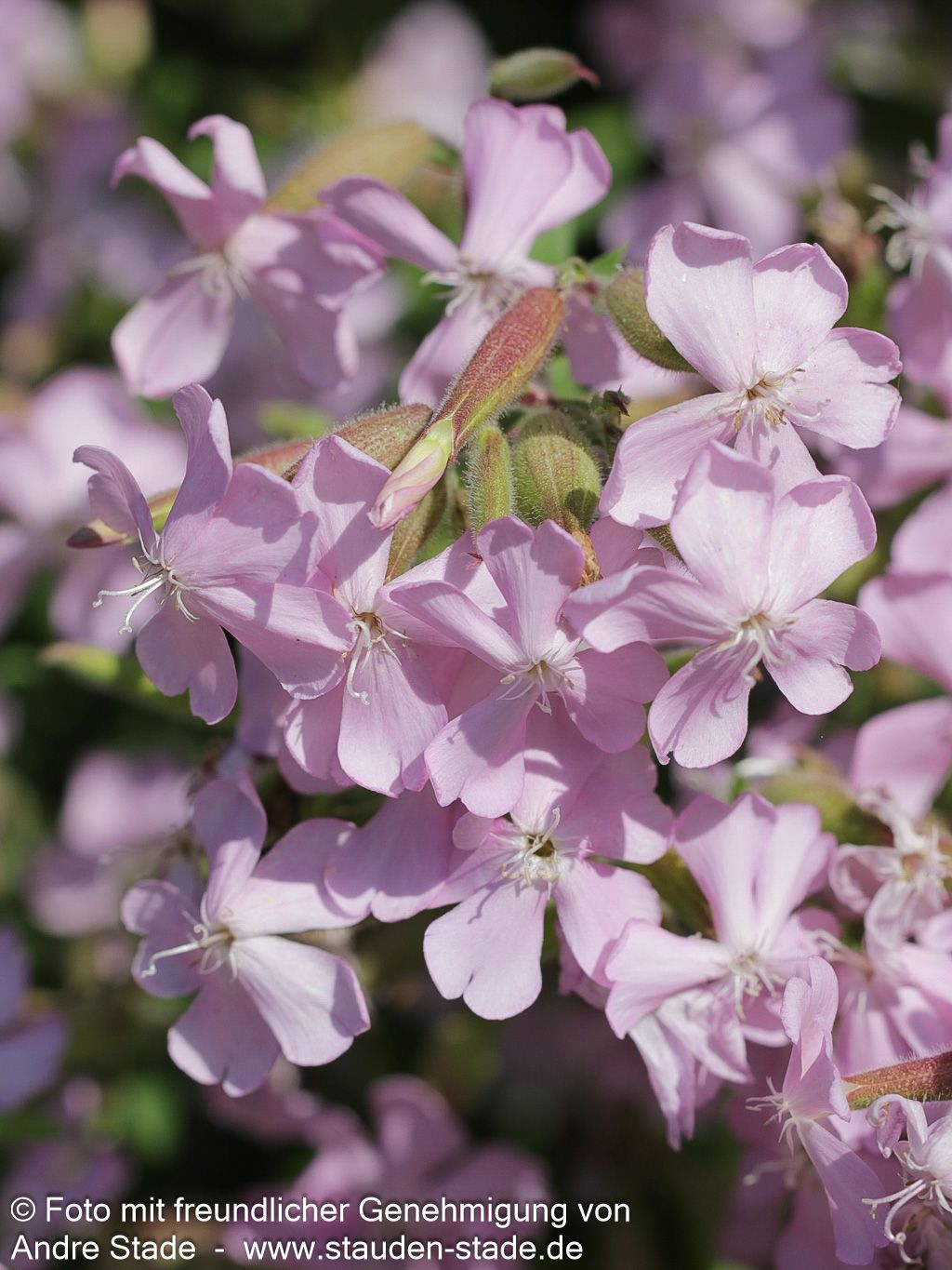 Lempergs Seifenkraut 'Max Frei' (Saponaria x lempergii)
