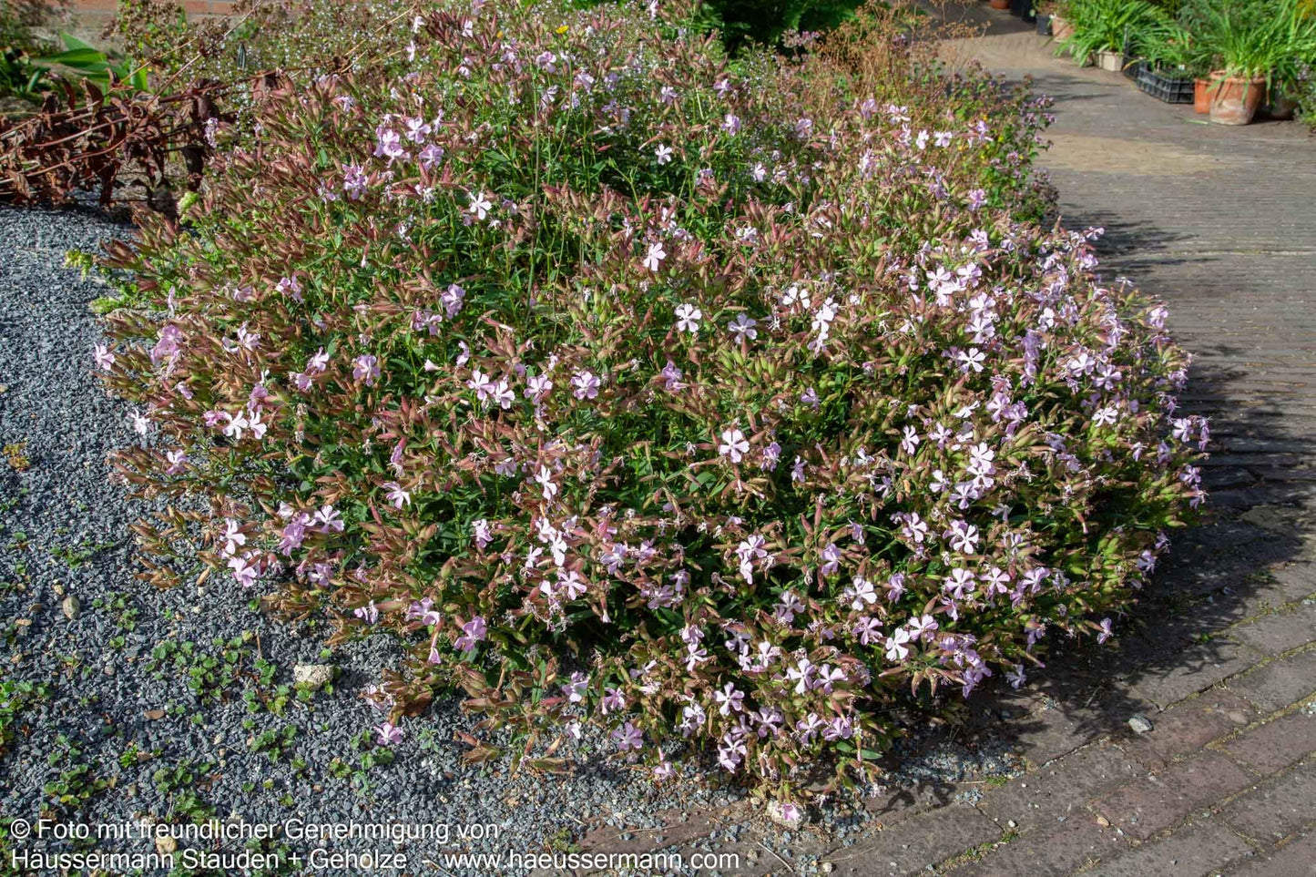 Lempergs Seifenkraut 'Max Frei' (Saponaria x lempergii)