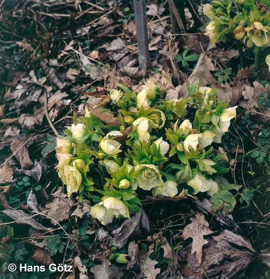 Lenzrose (Helleborus orientalis)