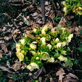 Lenzrose (Helleborus orientalis)