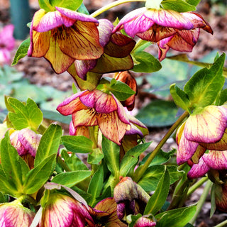 Lenzrose 'SP Anja Oudolf' (Helleborus x or.)