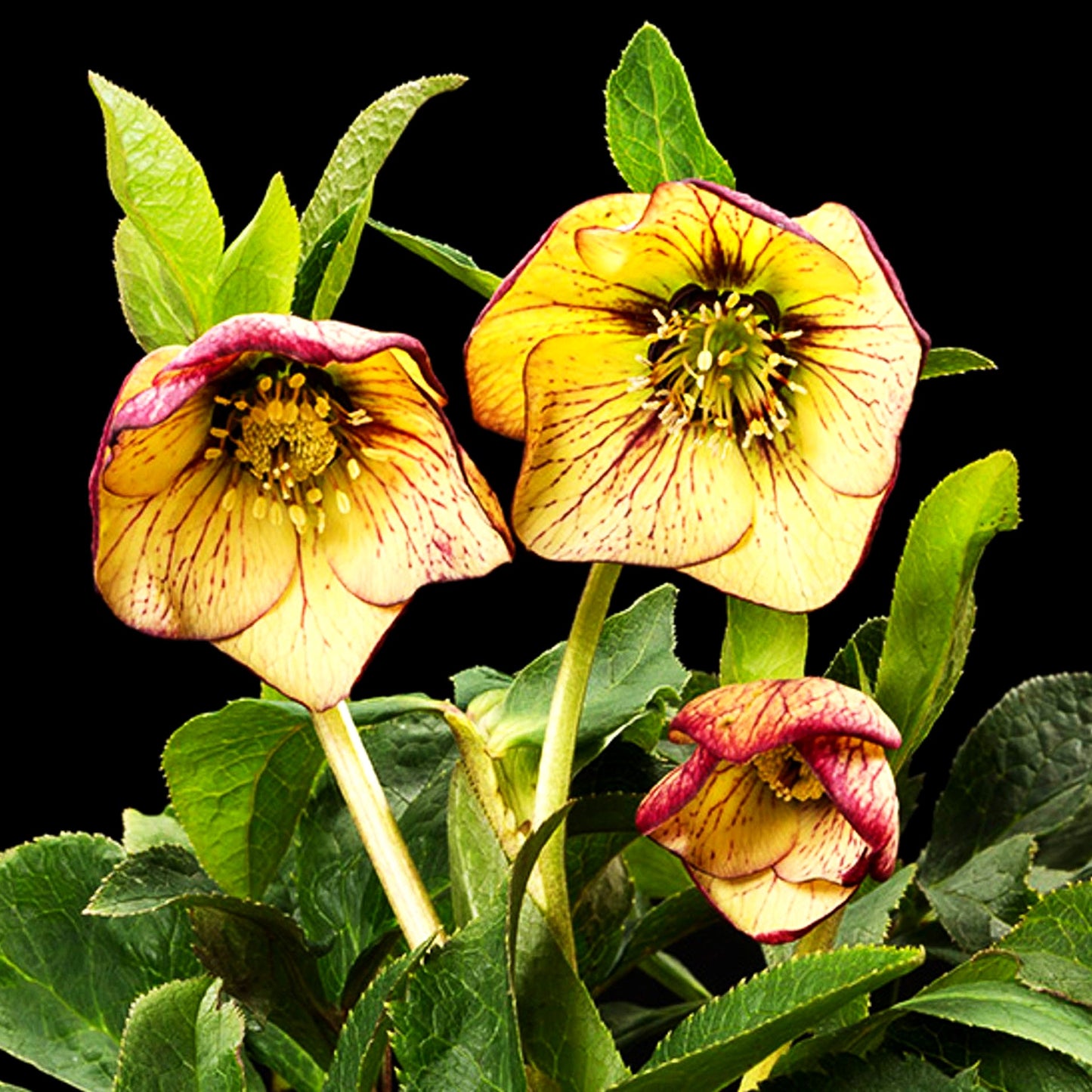 Lenzrose 'SP Anja Oudolf' (Helleborus x or.)