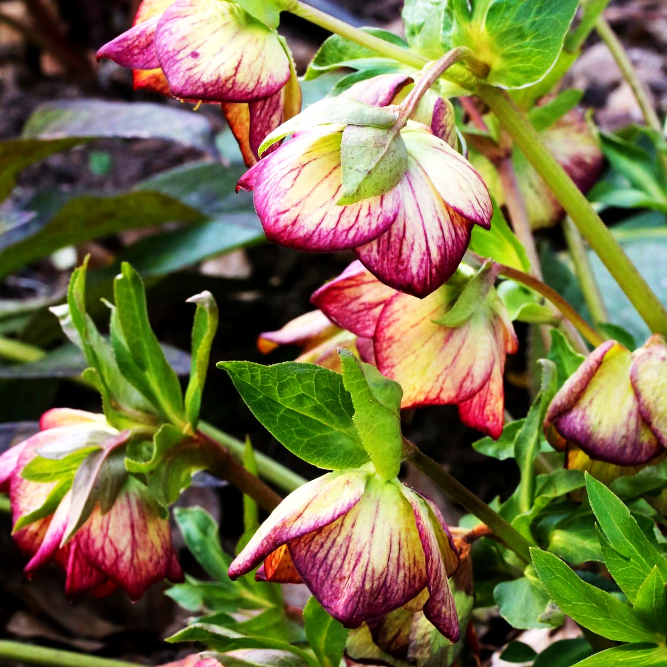 Lenzrose 'SP Anja Oudolf' (Helleborus x or.)