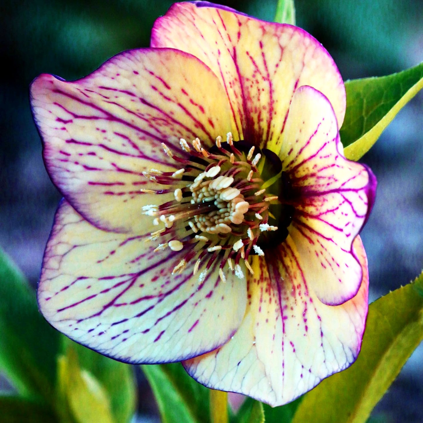 Lenzrose 'SP Anja Oudolf' (Helleborus x or.)