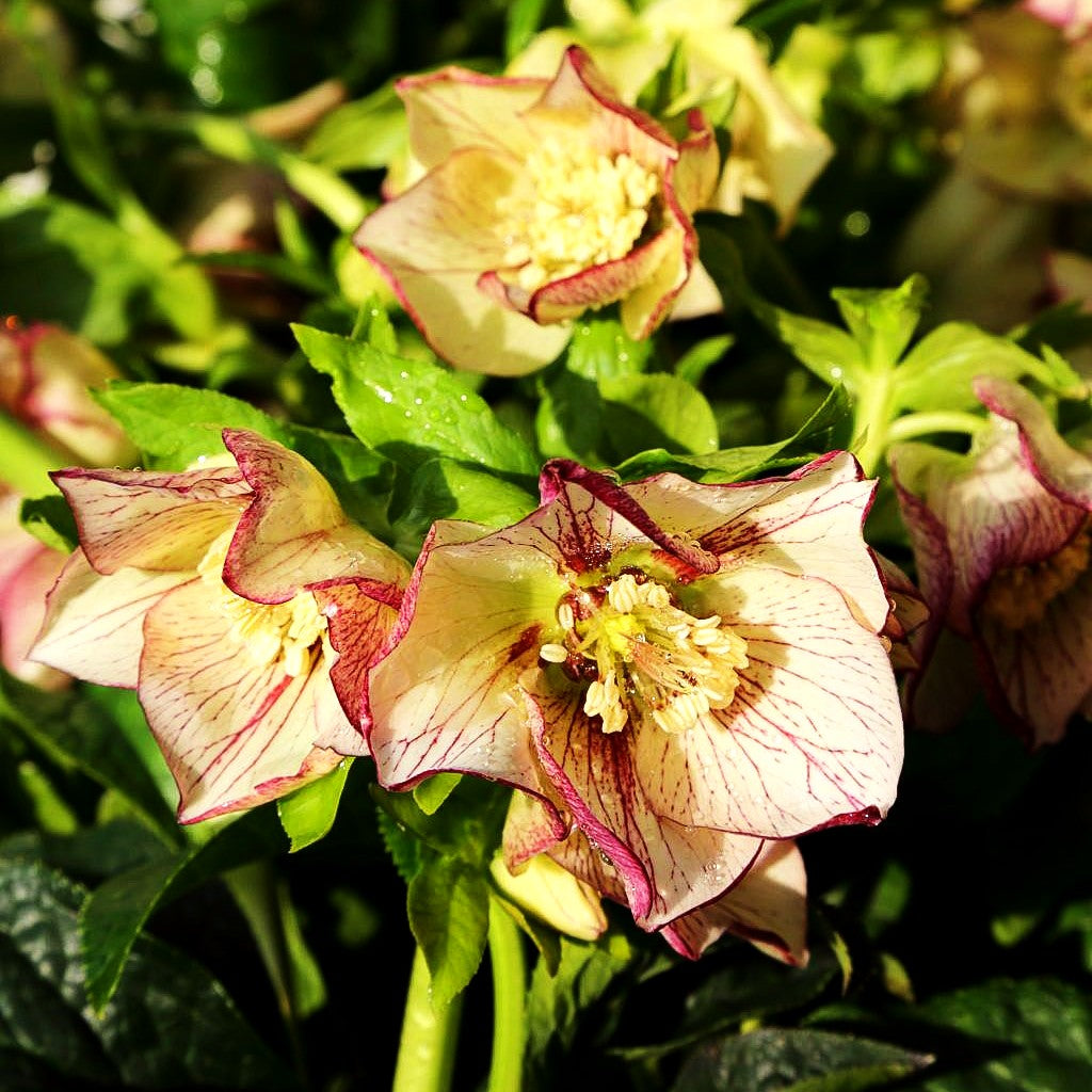 Lenzrose 'SP Anja Oudolf' (Helleborus x or.)