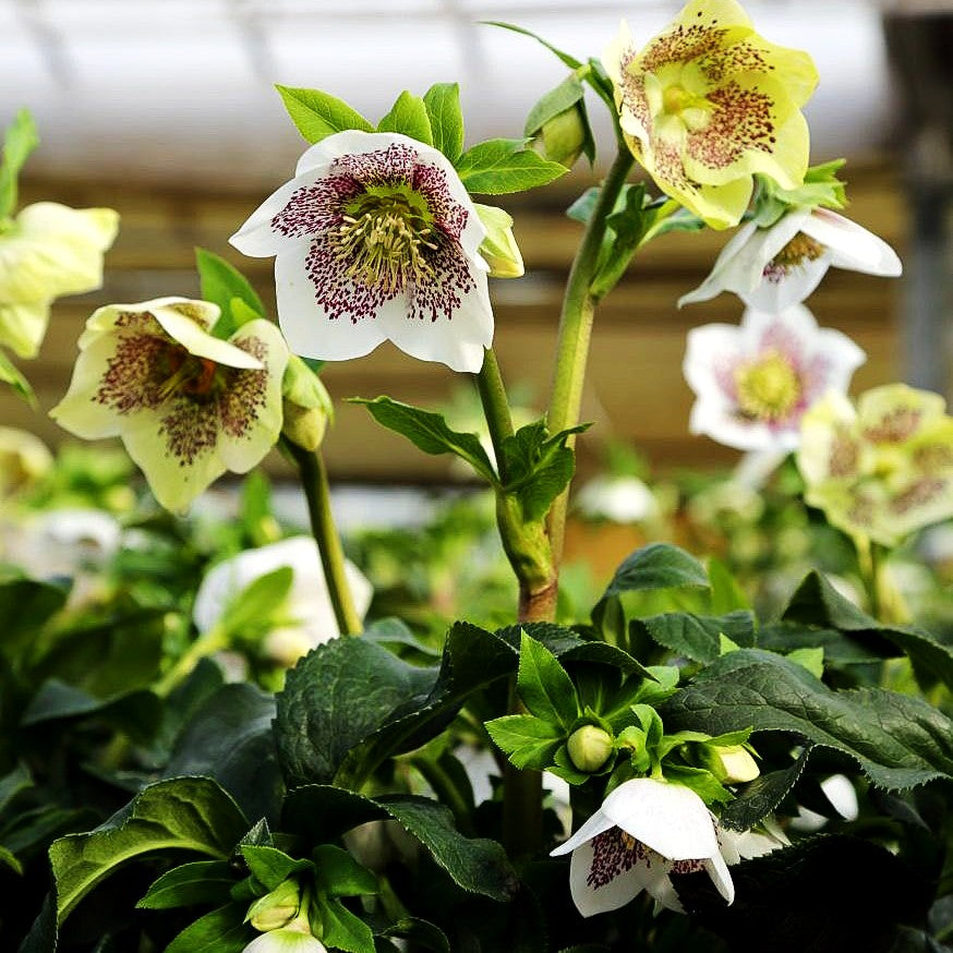 Lenzrose 'SP Conny' (Helleborus x or.)