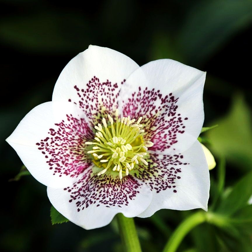Lenzrose 'SP Conny' (Helleborus x or.)