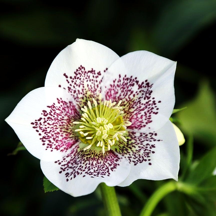 Lenzrose 'SP Conny' (Helleborus x or.)