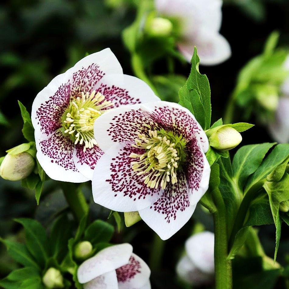 Lenzrose 'SP Conny' (Helleborus x or.)