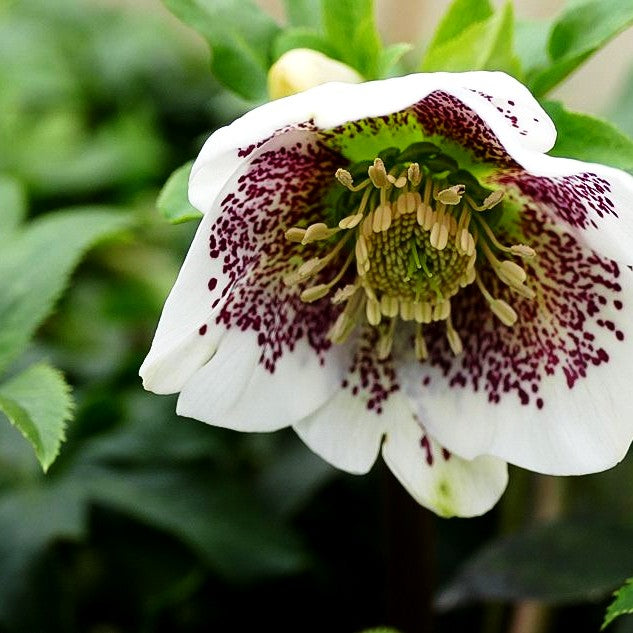 Lenzrose 'SP Conny' (Helleborus x or.)