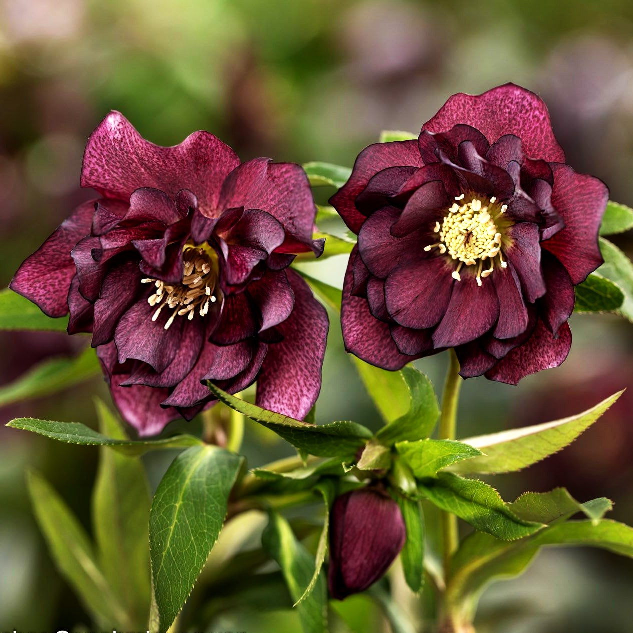 Lenzrose 'Spring Promise' (Helleborus x or., rot gefüllt)