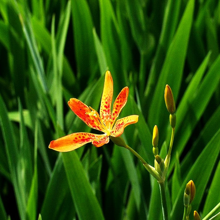 Leopardenblume (Iris domestica)
