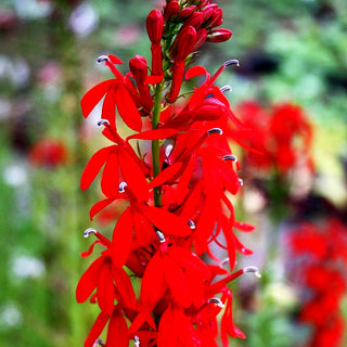 Leuchtende Lobelie (Lobelia cardinalis)