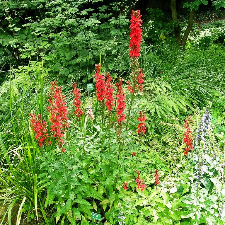 Leuchtende Lobelie (Lobelia cardinalis)