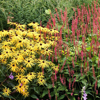 Leuchtender Sonnenhut 'Goldsturm' (Rudbeckia fulgida sullivantii)