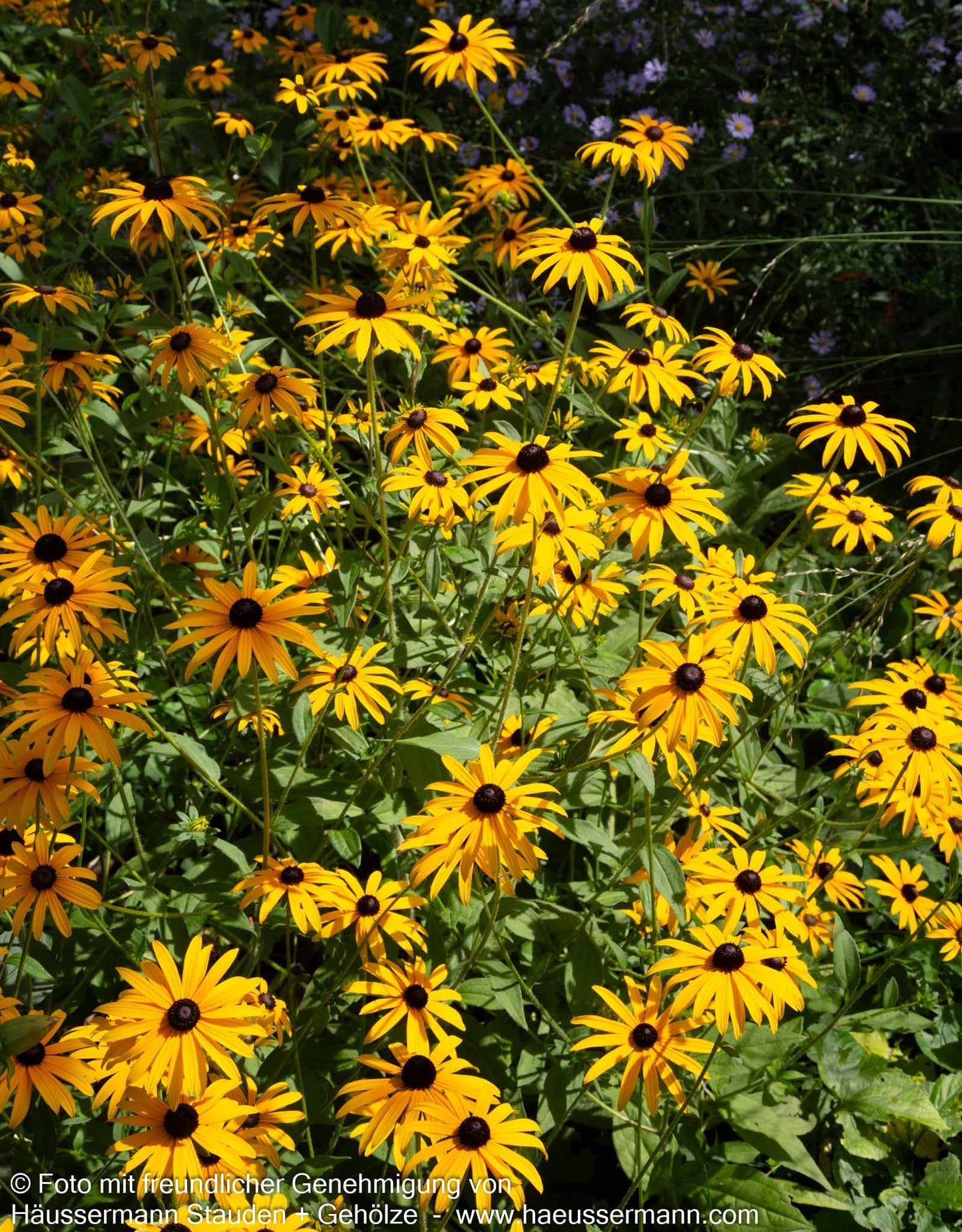 Leuchtender Sonnenhut 'Goldsturm' (Rudbeckia fulgida sullivantii)