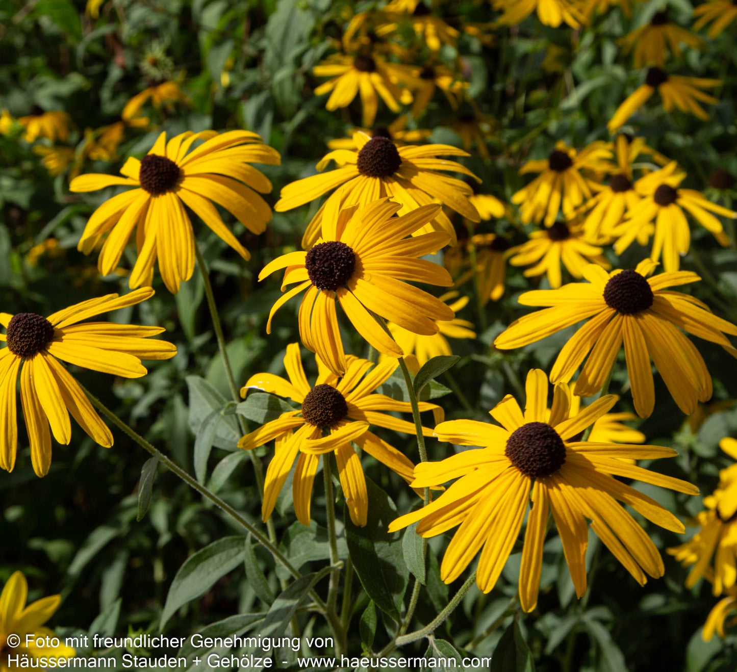 Leuchtender Sonnenhut 'Goldsturm' (Rudbeckia fulgida sullivantii)