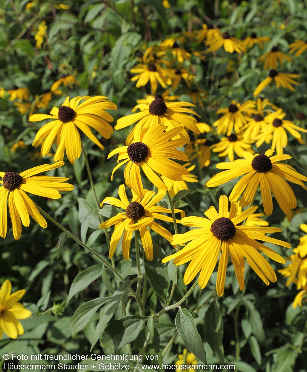 Leuchtender Sonnenhut 'Goldsturm' (Rudbeckia fulgida sullivantii)
