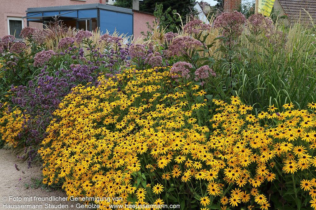 Leuchtender Sonnenhut 'Goldsturm' (Rudbeckia fulgida sullivantii)
