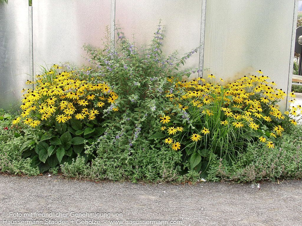 Leuchtender Sonnenhut 'Goldsturm' (Rudbeckia fulgida sullivantii)