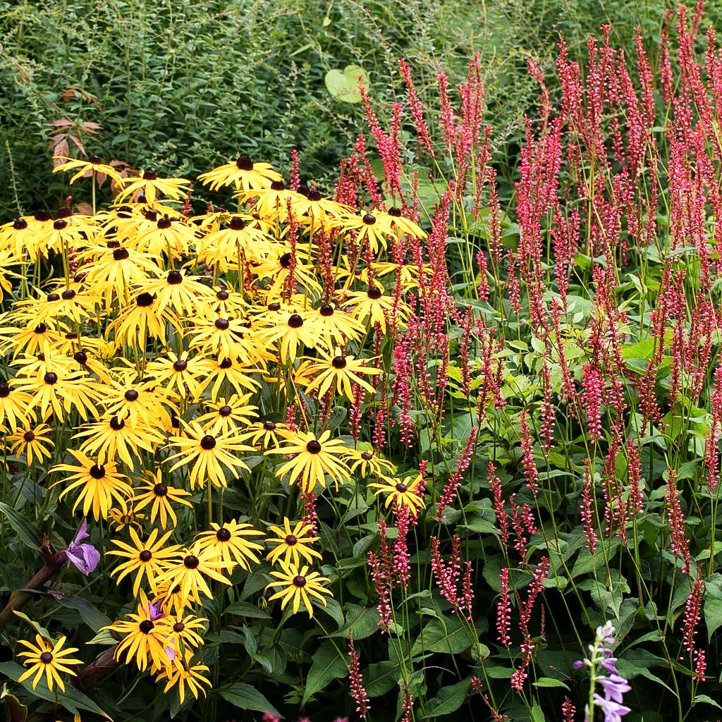 Leuchtender Sonnenhut 'Goldsturm' (Rudbeckia fulgida sullivantii)